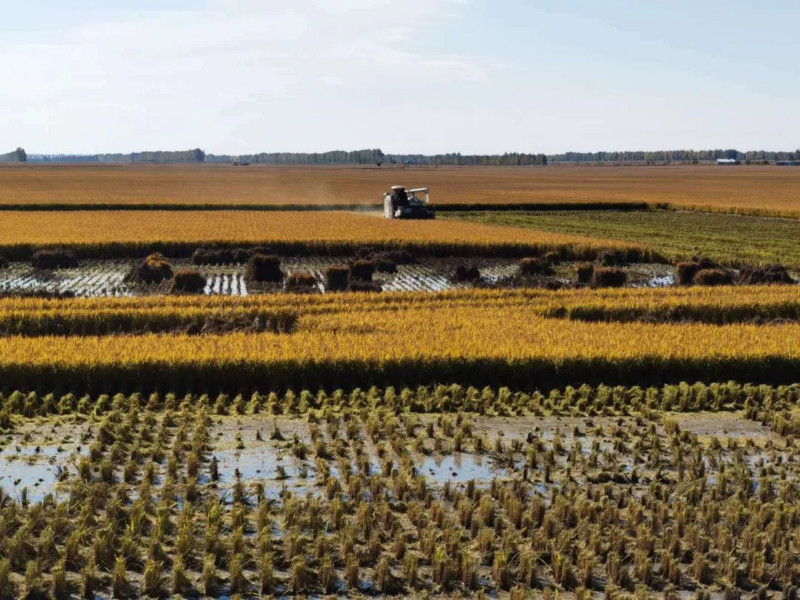 公司水稻新品种龙垦257在军川农场喜获丰产丰收