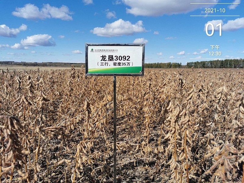 垦丰种业龙垦3092大豆新品种创我省四积温带亩产新高
