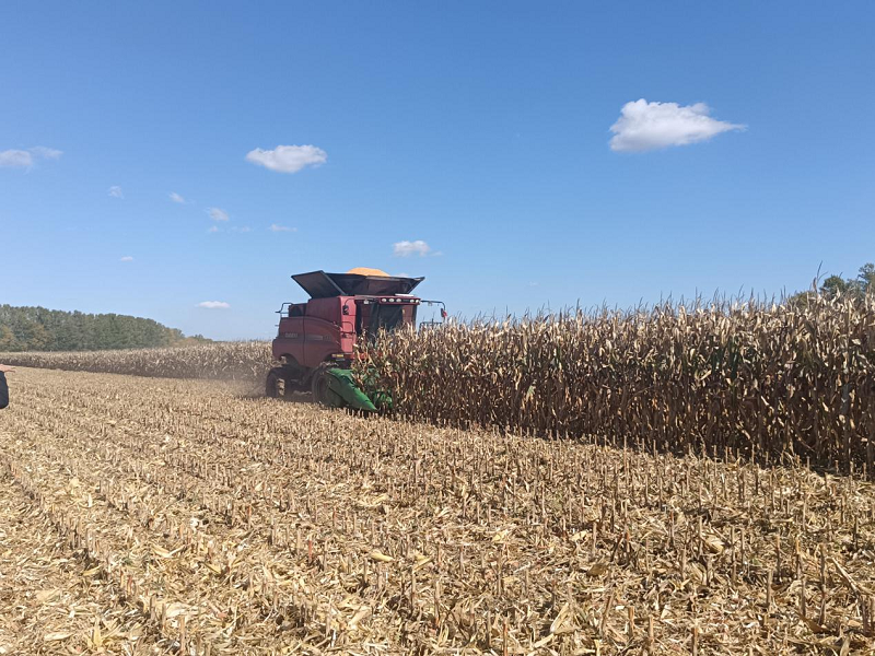 亩产最高2100斤八五二农场德美亚3号玉米品种喜获丰收