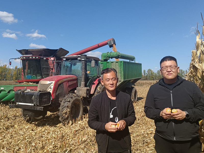 亩产最高2100斤八五二农场德美亚3号玉米品种喜获丰收